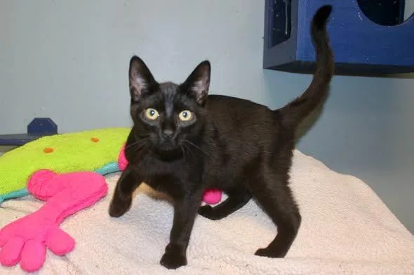 A baby medium-sized male Black Domestic Short Hair cat named Fragilistic for adoption in Brazil, IN