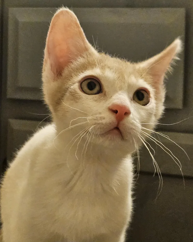 A baby small-sized male Orange / Red Domestic Short Hair cat named Jethro Gibbs Bonded To for adoption in Chandler, AZ