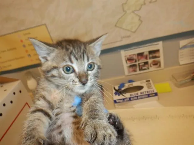 A baby small-sized male Domestic Short Hair cat named Mert for adoption in San Jose, CA