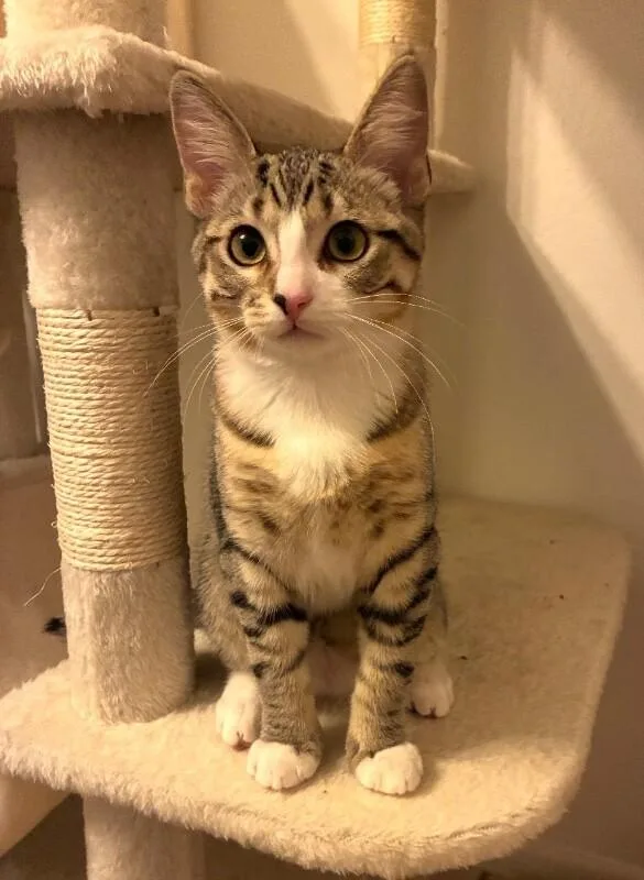 A young small-sized female Gray & White Tabby cat named Agnes  Granny Litter for adoption in Anthem, AZ