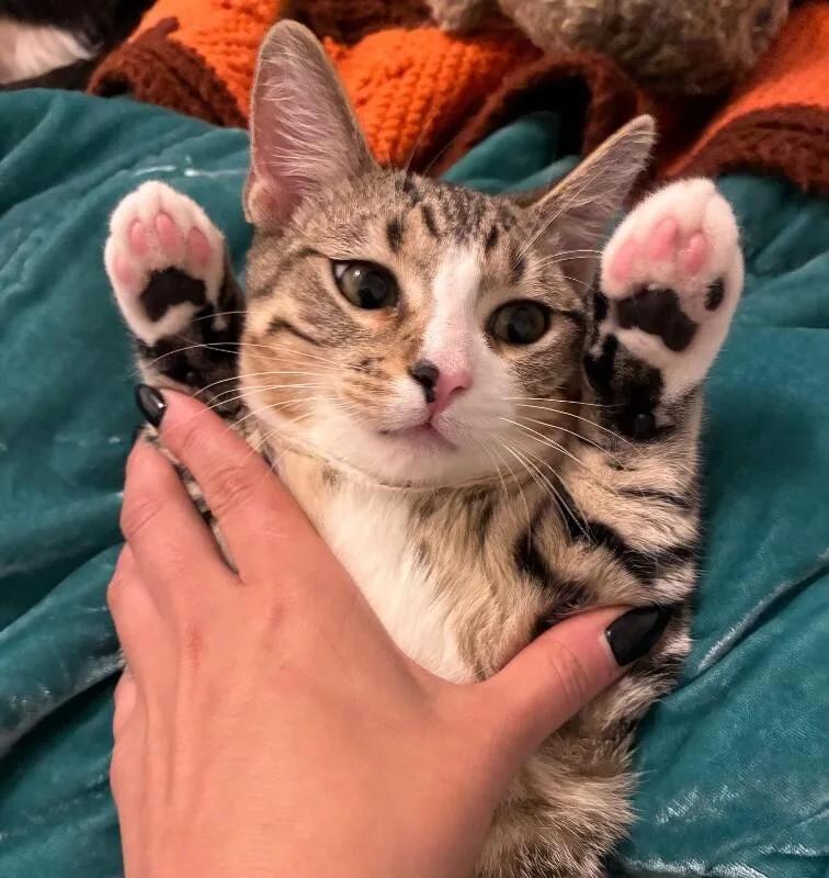 Agnes  Granny Litter thumbnail 3