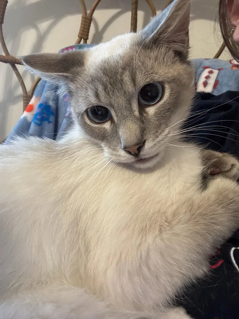 A baby medium-sized male Siamese cat named Calvin for adoption in Walled Lake, MI