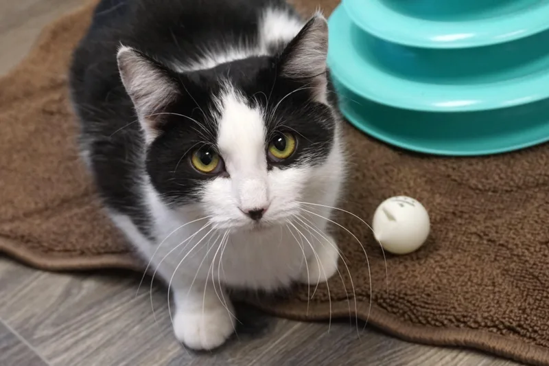 Dirty Martini thumbnail 3