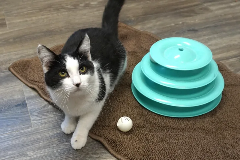 Dirty Martini thumbnail 5