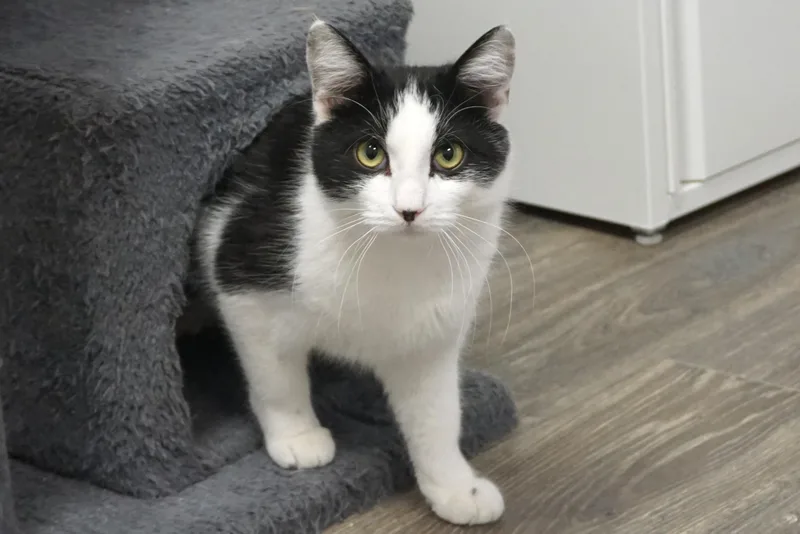 Dirty Martini thumbnail 6