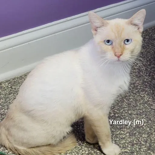 Yardly