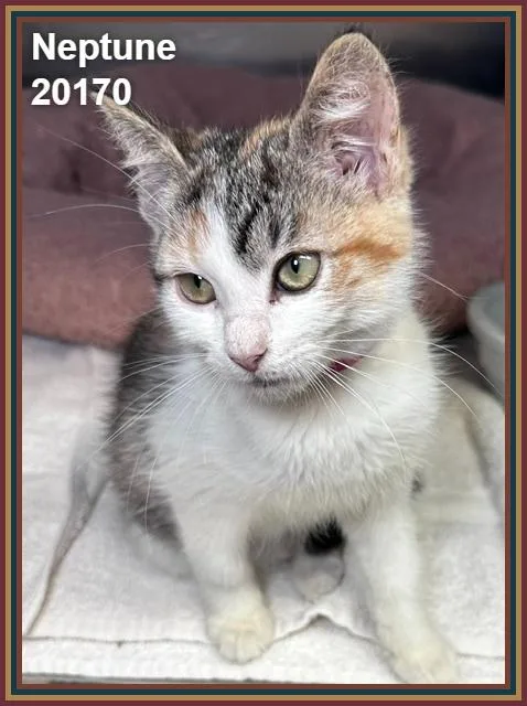 A baby medium-sized female Calico Domestic Short Hair cat named Neptune for adoption in Marietta, GA