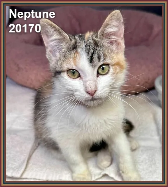 Neptune thumbnail 2