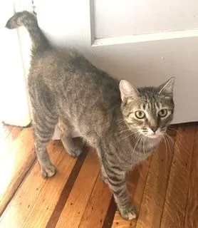 A young medium-sized female Tabby cat named Roxie for adoption in New York, NY
