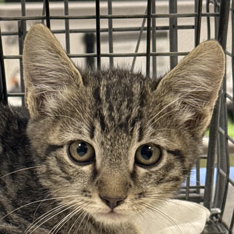 A baby small-sized male Black Domestic Short Hair cat named Edmund for adoption in Las Cruces, NM