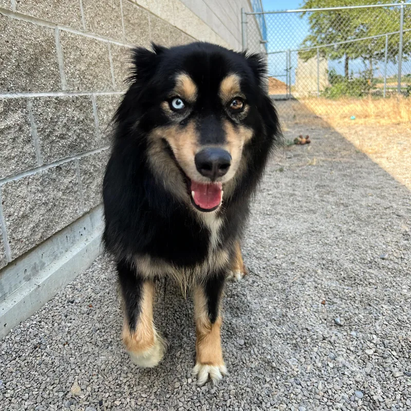 An adult large-sized male Tricolor (Brown, Black, & White) Border Collie dog named Hunter for adoption in Lindon, UT