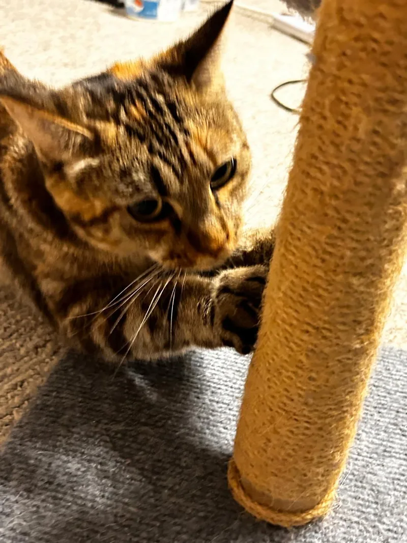 An adult medium-sized female Tabby (Gray / Blue / Silver) Domestic Short Hair cat named Simone for adoption in Pasco, WA