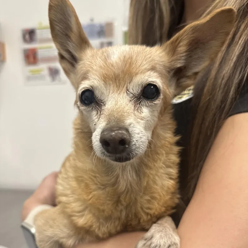 A senior small-sized female Yellow / Tan / Blond / Fawn Chihuahua dog named HACCStray for adoption in Henderson, NV