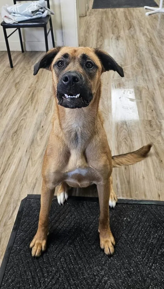A young large-sized female Tricolor (Brown, Black, & White) Shepherd dog named Shadow for adoption in Fremont, NE