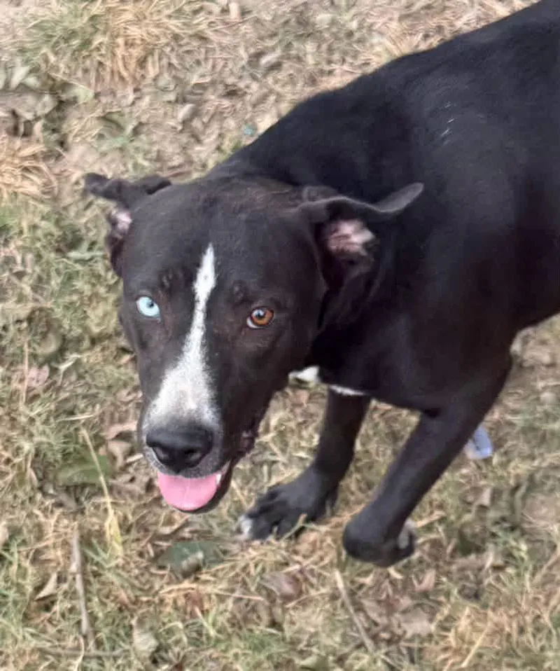 An adult medium-sized female Black Labrador Retriever dog named Bebe for adoption in Calera, AL