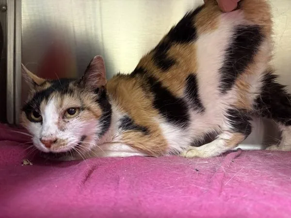 A senior small-sized female Domestic Short Hair cat named Lucy for adoption in Virginia Beach, VA
