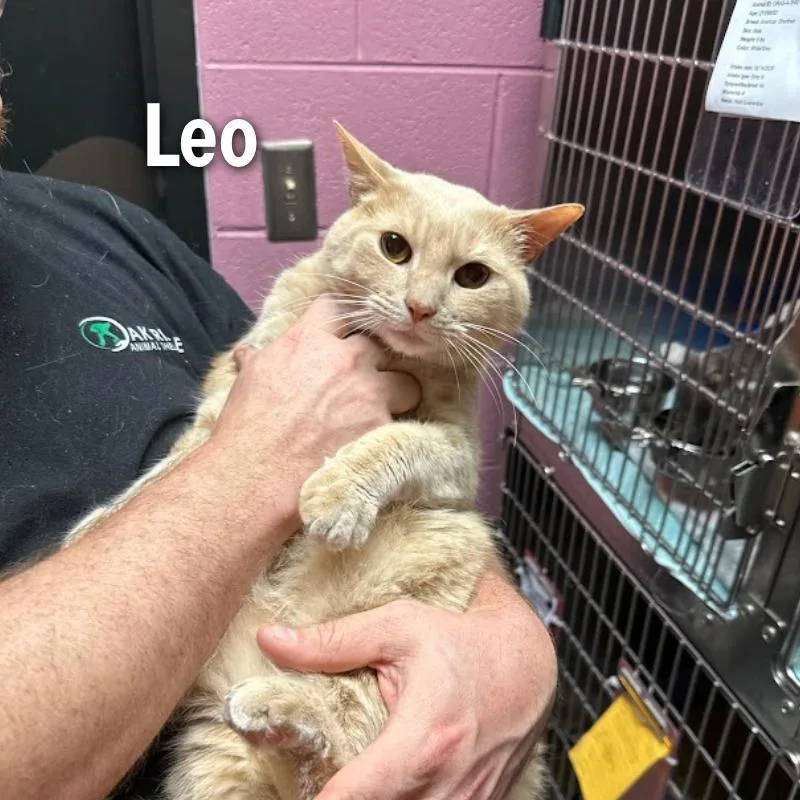 An adult large-sized male Orange / Red American Shorthair cat named Leo for adoption in Oak Ridge, TN