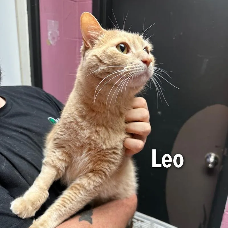 Leo thumbnail 2