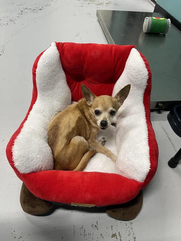 A senior small-sized male White / Cream Chihuahua dog named Max for adoption in Chattanooga, TN