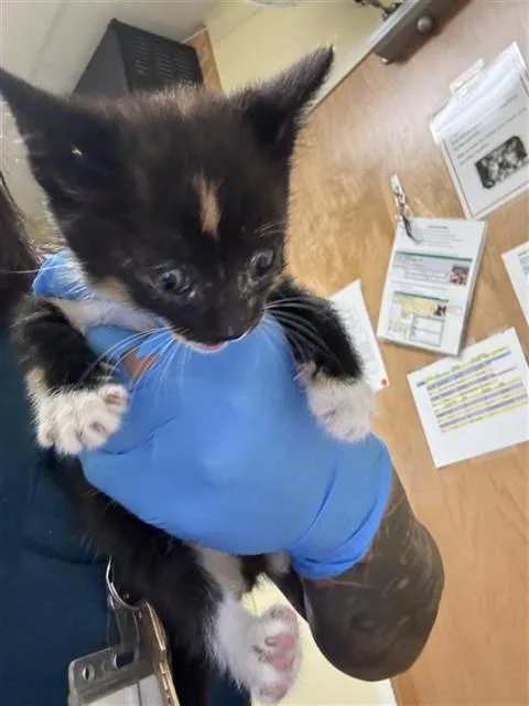 A baby small-sized female Domestic Short Hair cat named Cheetos for adoption in Sacramento, CA