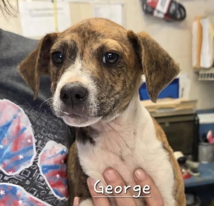 Babe George thumbnail 2