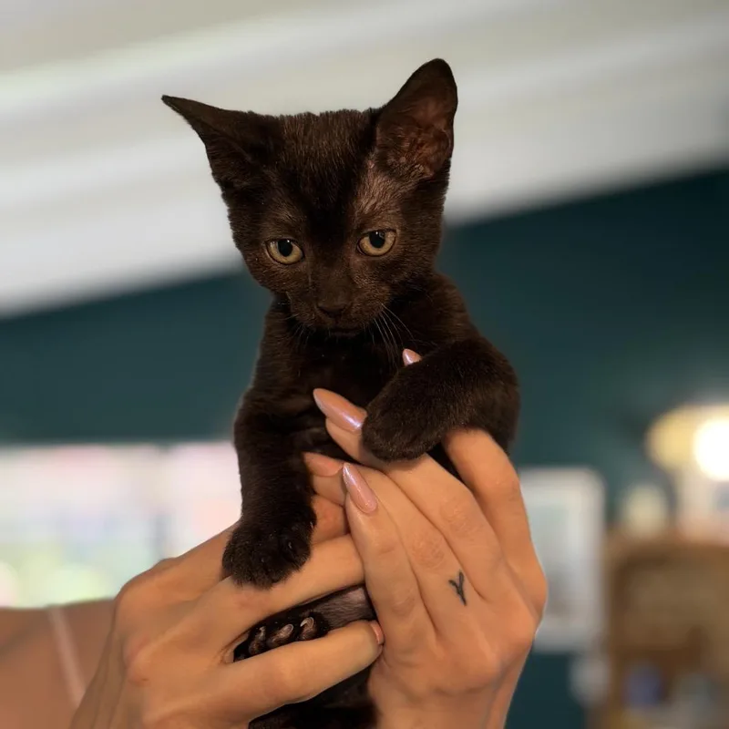 A young medium-sized female Black Domestic Short Hair cat named Alleycvt for adoption in miami, FL