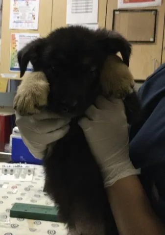A baby small-sized male German Shepherd Dog dog named Liam for adoption in Riverside, CA