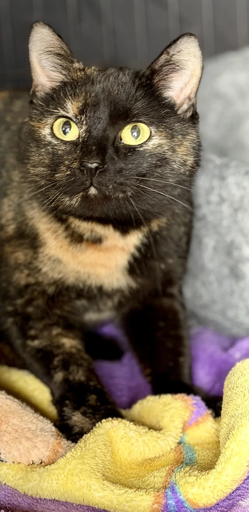 An adult medium-sized female Calico Domestic Short Hair cat named Spice for adoption in Tillamook, OR
