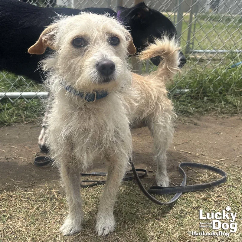 A young small-sized male Cairn Terrier dog named Kj for adoption in Washington, DC