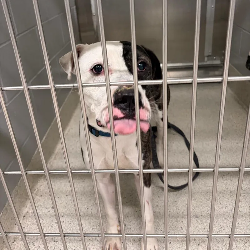 An adult large-sized male White / Cream Mixed Breed dog named Jj for adoption in Jacksonville, FL
