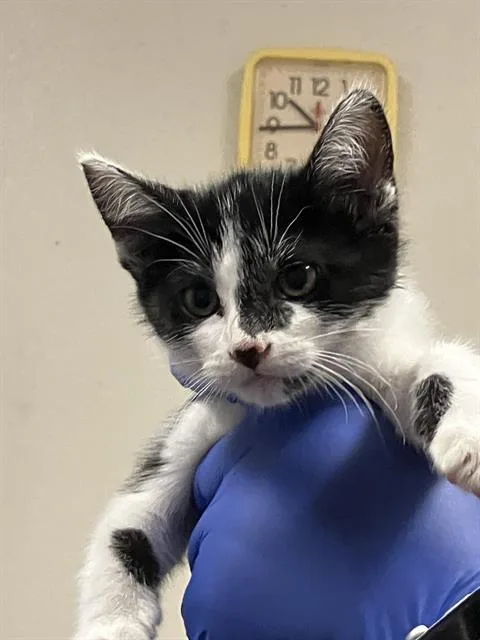 A baby small-sized female Domestic Short Hair cat named Domino for adoption in Long Beach, CA