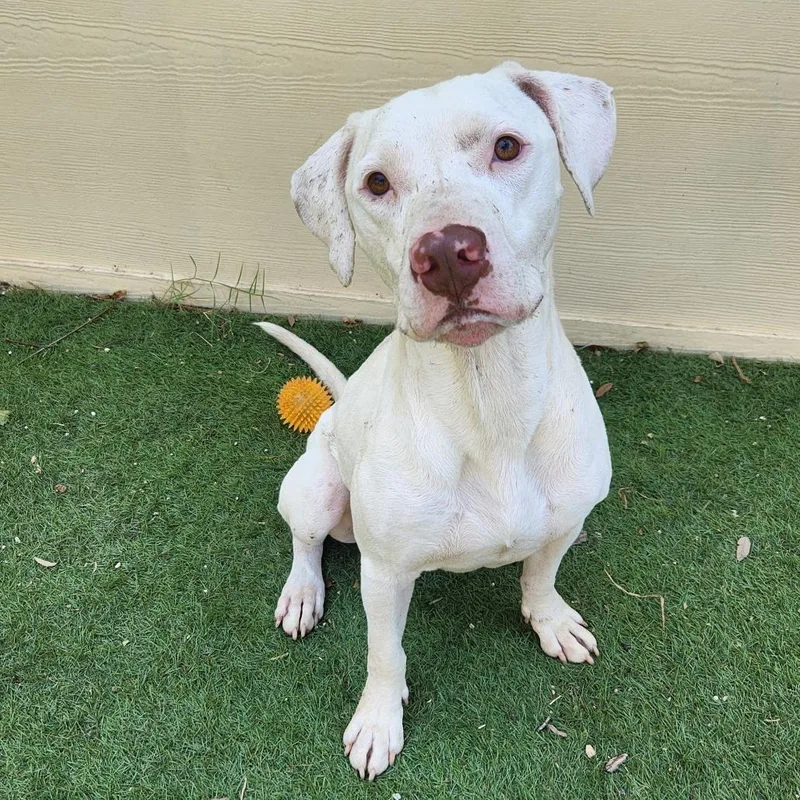 An adult medium-sized male White / Cream Pit Bull Terrier dog named Archer JuM for adoption in Austin, TX