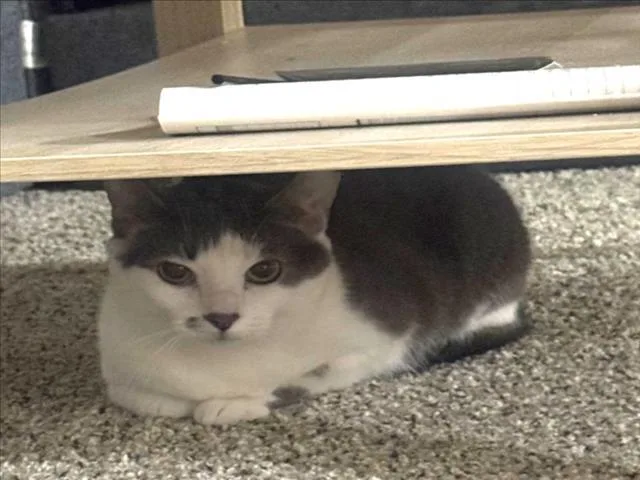 A young medium-sized female Domestic Short Hair cat named Cecilia for adoption in Derwood, MD