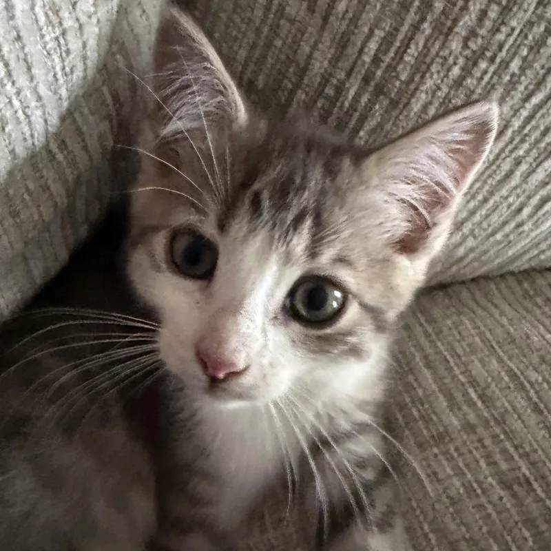 A baby medium-sized male White Domestic Short Hair cat named Lord Farquuad for adoption in Delmar, NY