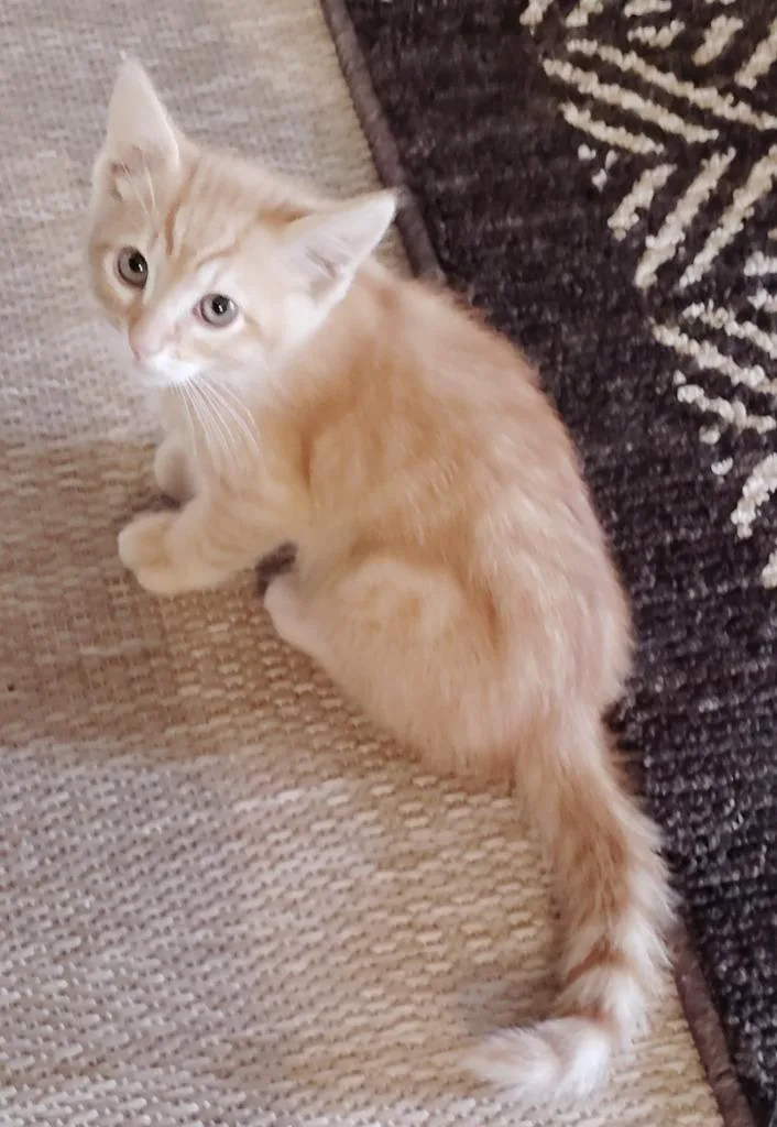 A baby large-sized male Domestic Medium Hair cat named Houdini for adoption in San Jacinto, CA