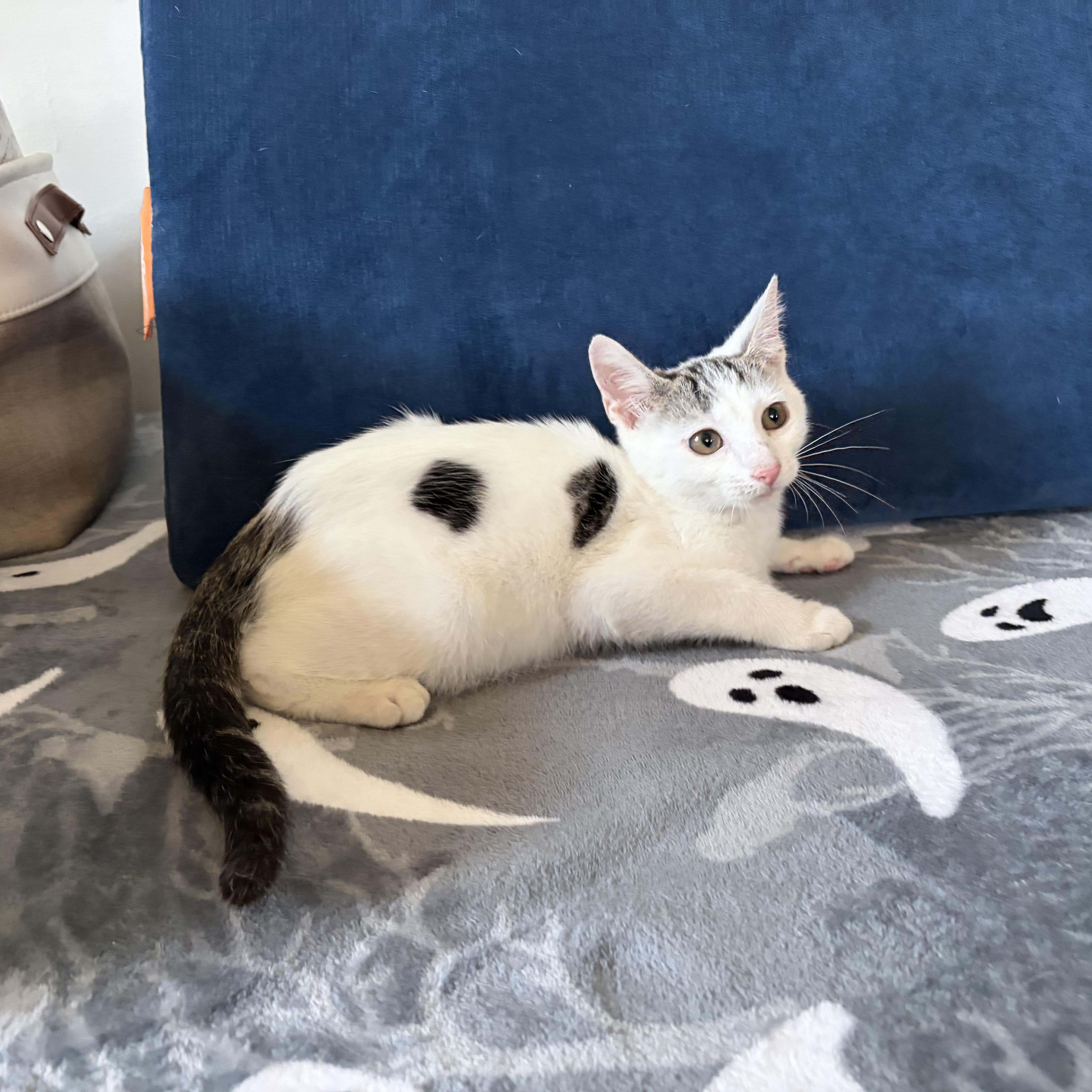 A baby medium-sized male Domestic Short Hair cat named Frodo for adoption in Erwin, TN