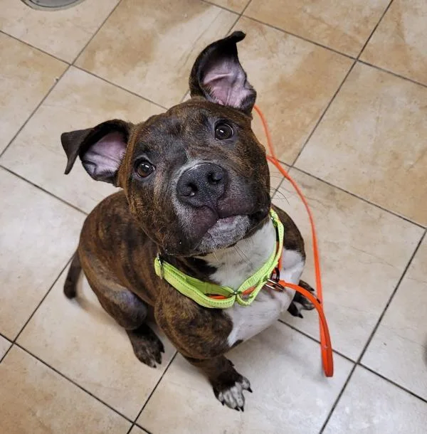 A young medium-sized male Pit Bull Terrier dog named Brownie for adoption in Troutdale, OR