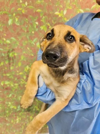 A young small-sized male Shepherd dog named Austin for adoption in San Antonio, TX