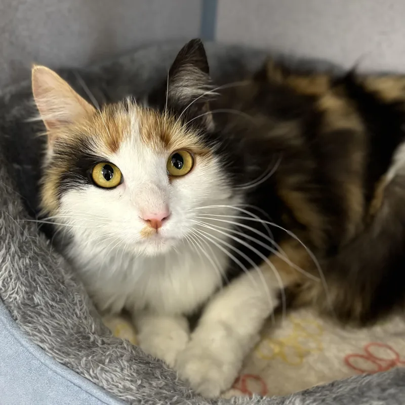 A young medium-sized female Calico Domestic Long Hair cat named Molly for adoption in Bardstown, KY
