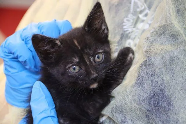 A baby small-sized female Domestic Short Hair cat named Psghetti for adoption in Tucson, AZ