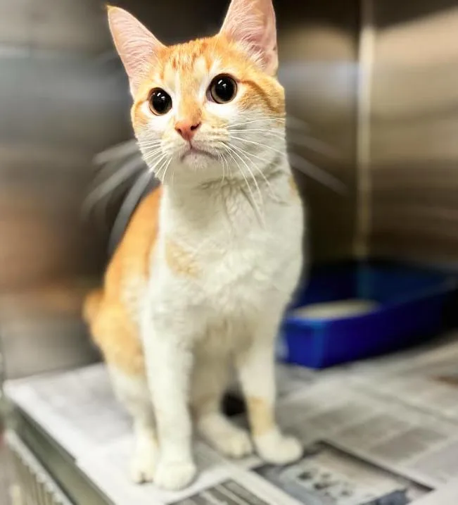 An adult medium-sized male Orange & White Domestic Short Hair cat named Firefly for adoption in Cicero, IL