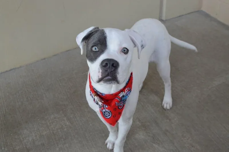 A young large-sized male Pit Bull Terrier dog named Alfie for adoption in McKinney, TX