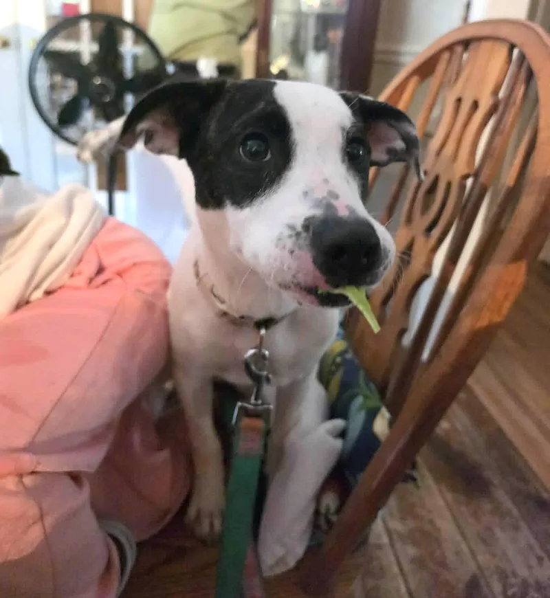 A young medium-sized female Labrador Retriever dog named Milk for adoption in Worcester, MA