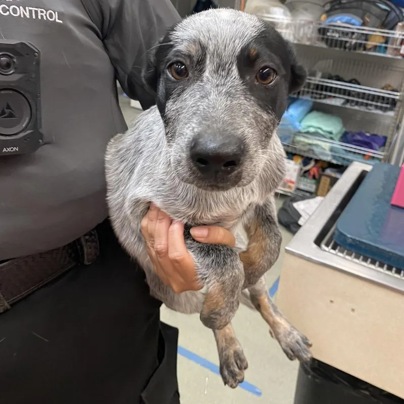 An adult medium-sized male Gray / Blue / Silver Australian Cattle Dog / Blue Heeler dog named Knight for adoption in Westminster, CA