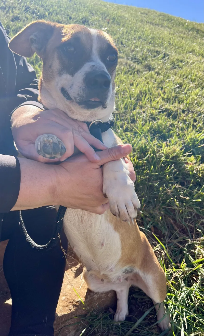 An adult small-sized female White / Cream Corgi dog named Sadie for adoption in Sparta, NC