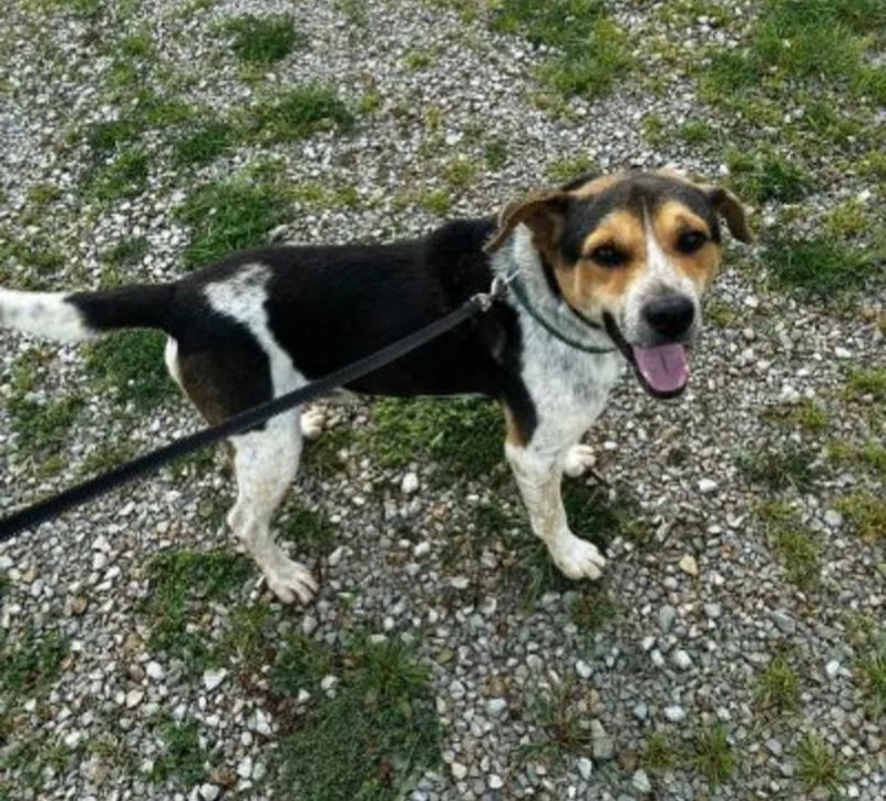 An adult medium-sized male Beagle dog named Ace for adoption in Carroll, OH