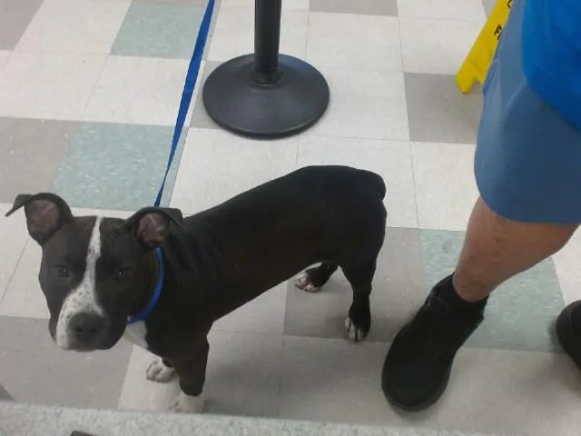 A baby small-sized female Pit Bull Terrier dog named Willow for adoption in Oklahoma City, OK