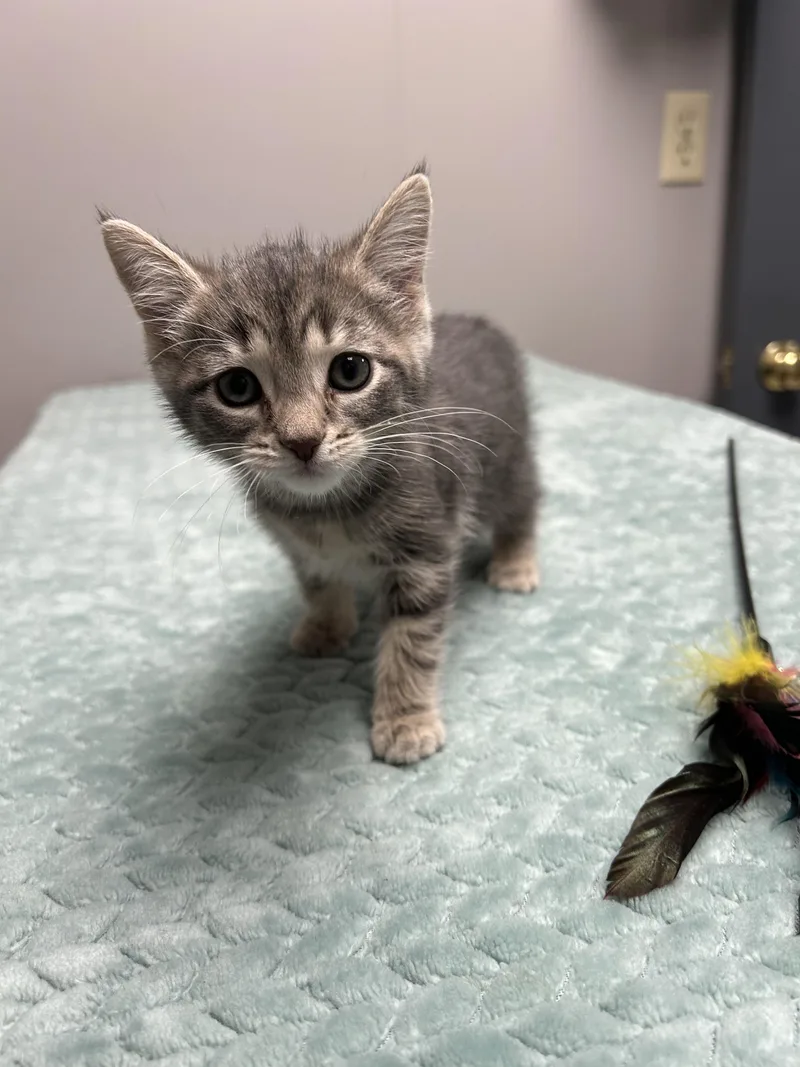 A baby medium-sized female Dilute Tortoiseshell Domestic Short Hair cat named Addison for adoption in Walker, MI