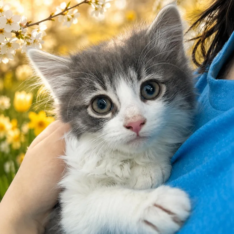 A young medium-sized male Domestic Long Hair cat named Crabby for adoption in Belleville, MI