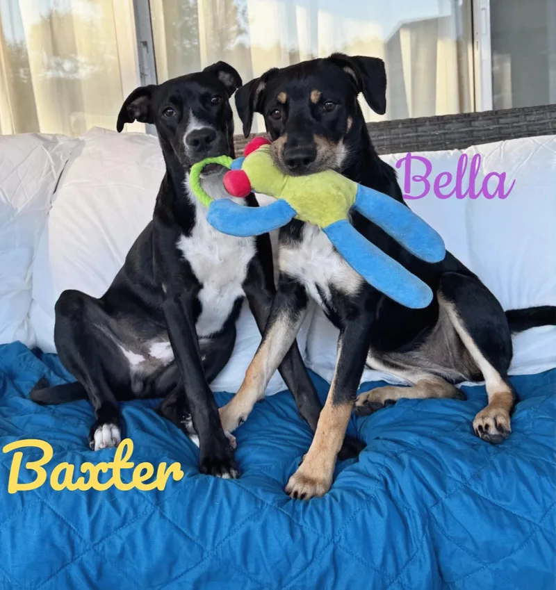 A baby medium-sized female Black Mixed Breed dog named Bella And Baxter for adoption in Cantonment, FL